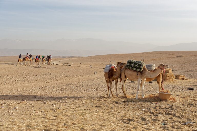 Agafay desert from Marrakech with dromedaries on the rocky plateau