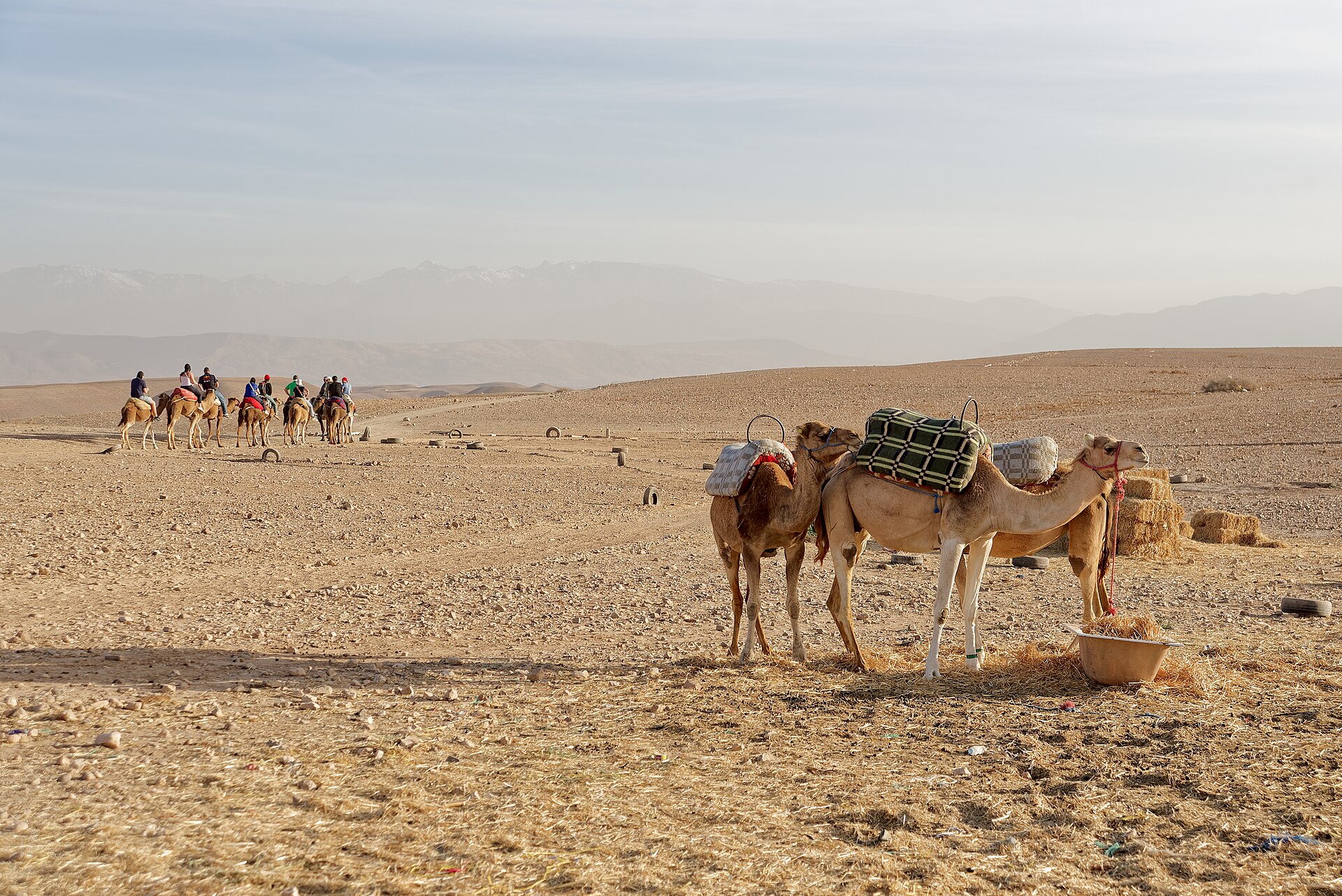 Agafay desert from Marrakech with dromedaries on the rocky plateau