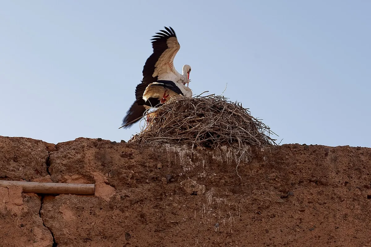 White stork nest on the ramparts of the El Badii Palace ruins in Marrakech